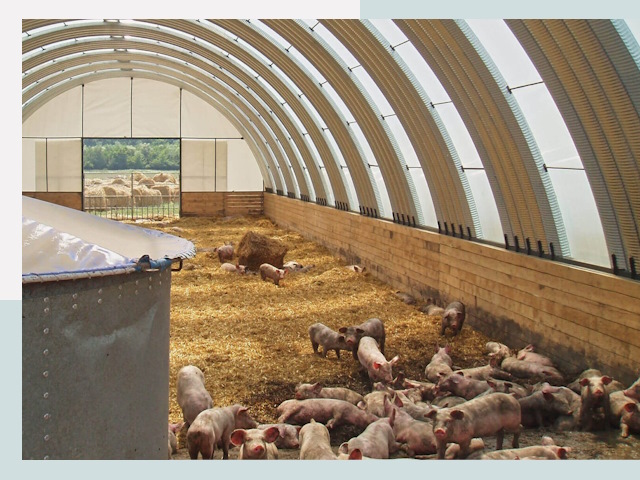 Строительство свинарников в Качканаре